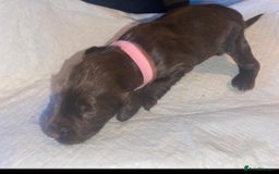 English Springer Spaniel dogs for sale: Beautiful springer Spainel pups. Ready 01/11/25 - Image 13