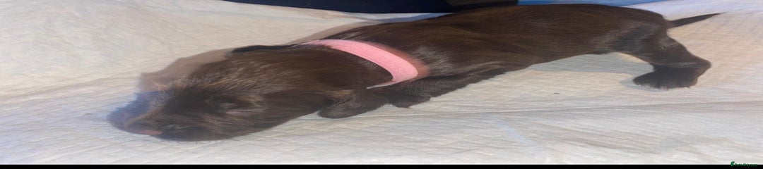 English Springer Spaniel Puppy. Pink collar. 
