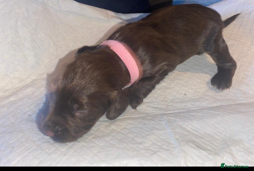 English Springer Spaniel dogs for sale: Beautiful springer Spainel pups. Ready 01/11/25 - Image 13