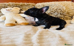 French Bulldog dogs for sale: 🏆KC registered, Standard French Bulldog Puppies🏆 - Image 23