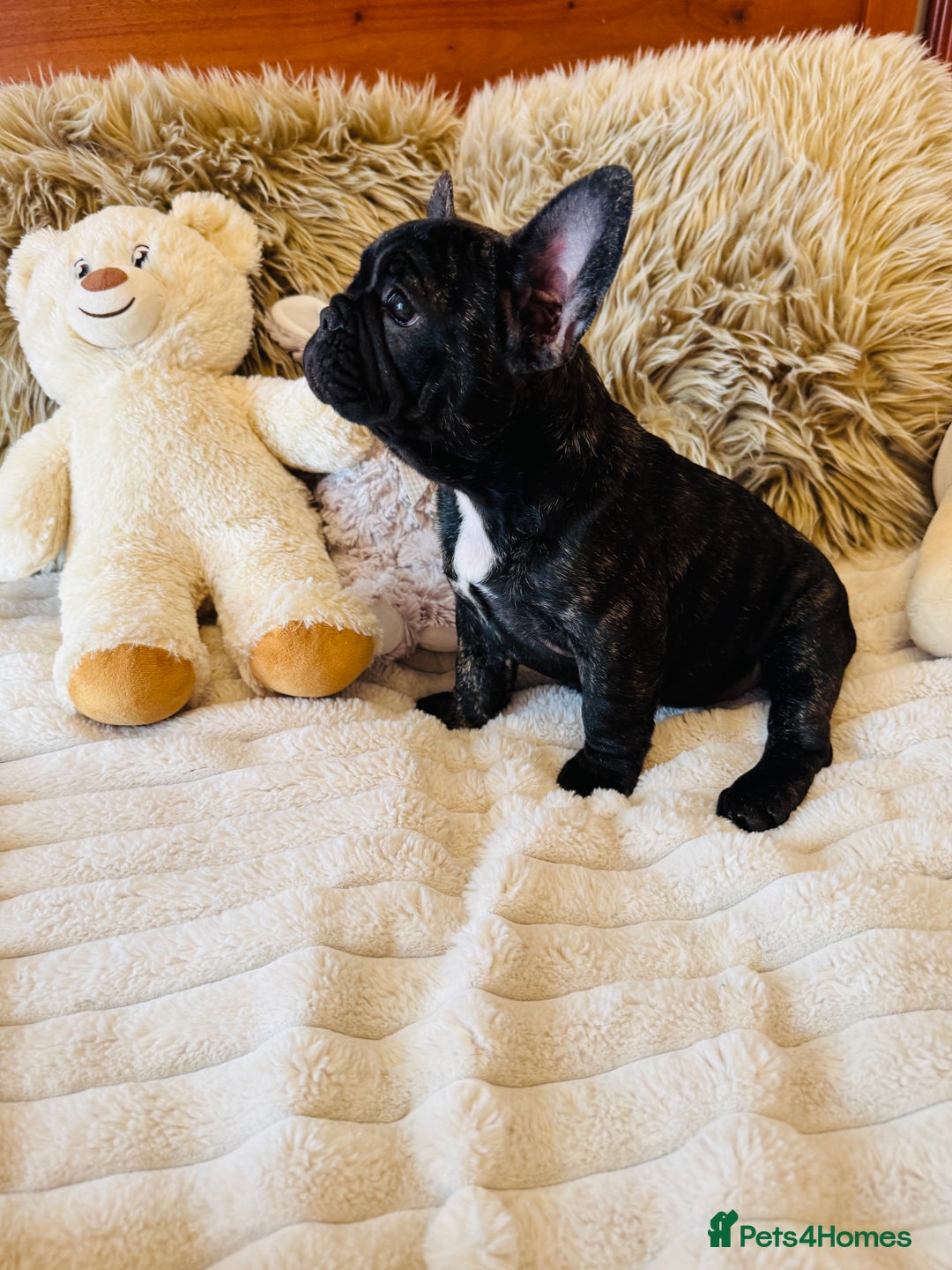 French Bulldog dogs for sale: 🏆KC registered, Standard French Bulldog Puppies🏆 - Image 23