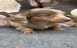 Miniature Dachshund dogs for sale: Miniature longhair dachshund puppies  - Image 2
