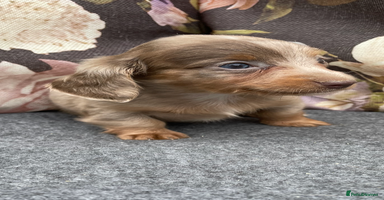 Miniature Dachshund dogs - Advert 16