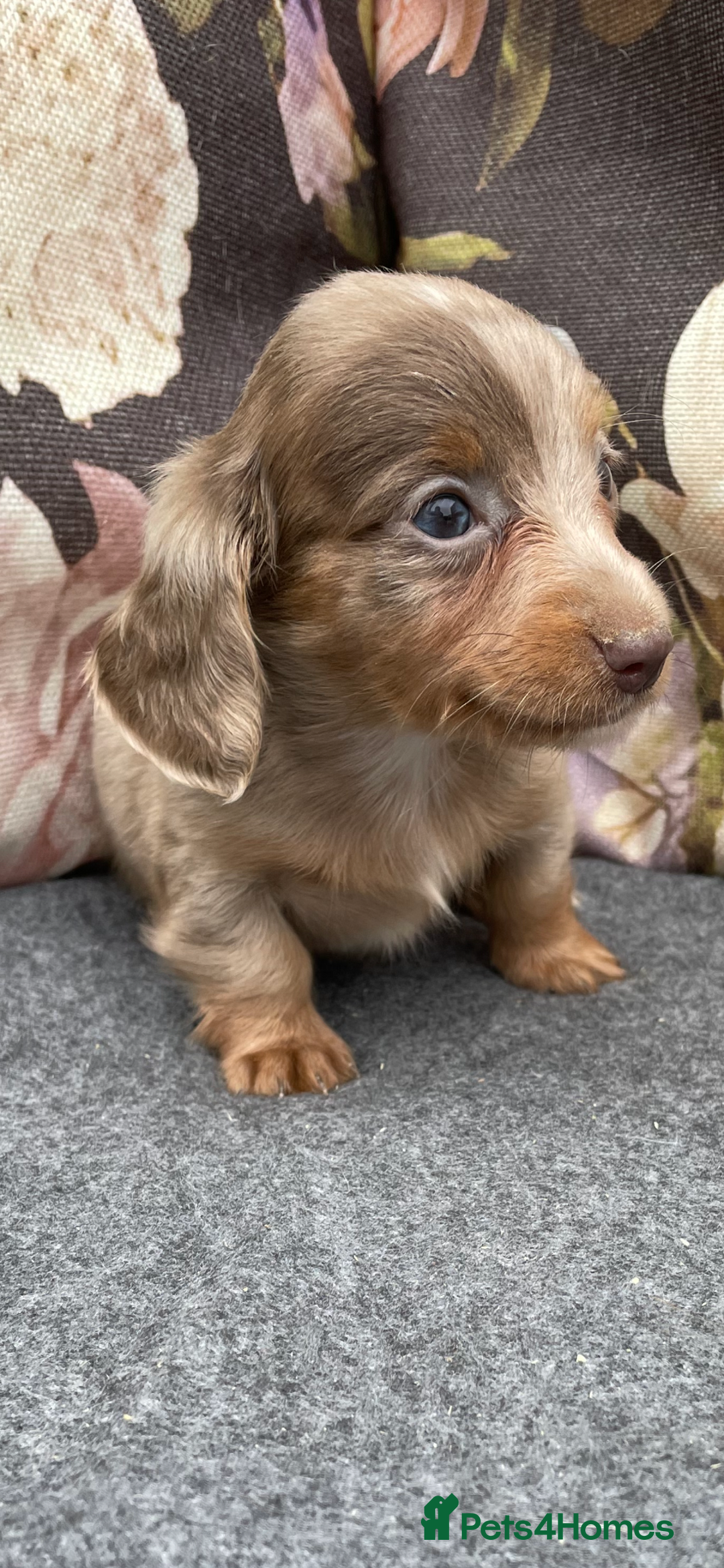 Miniature Dachshund dogs for sale: Miniature longhair dachshund puppies  - Image 2