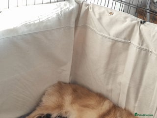 Pomeranian dogs - Advert 4