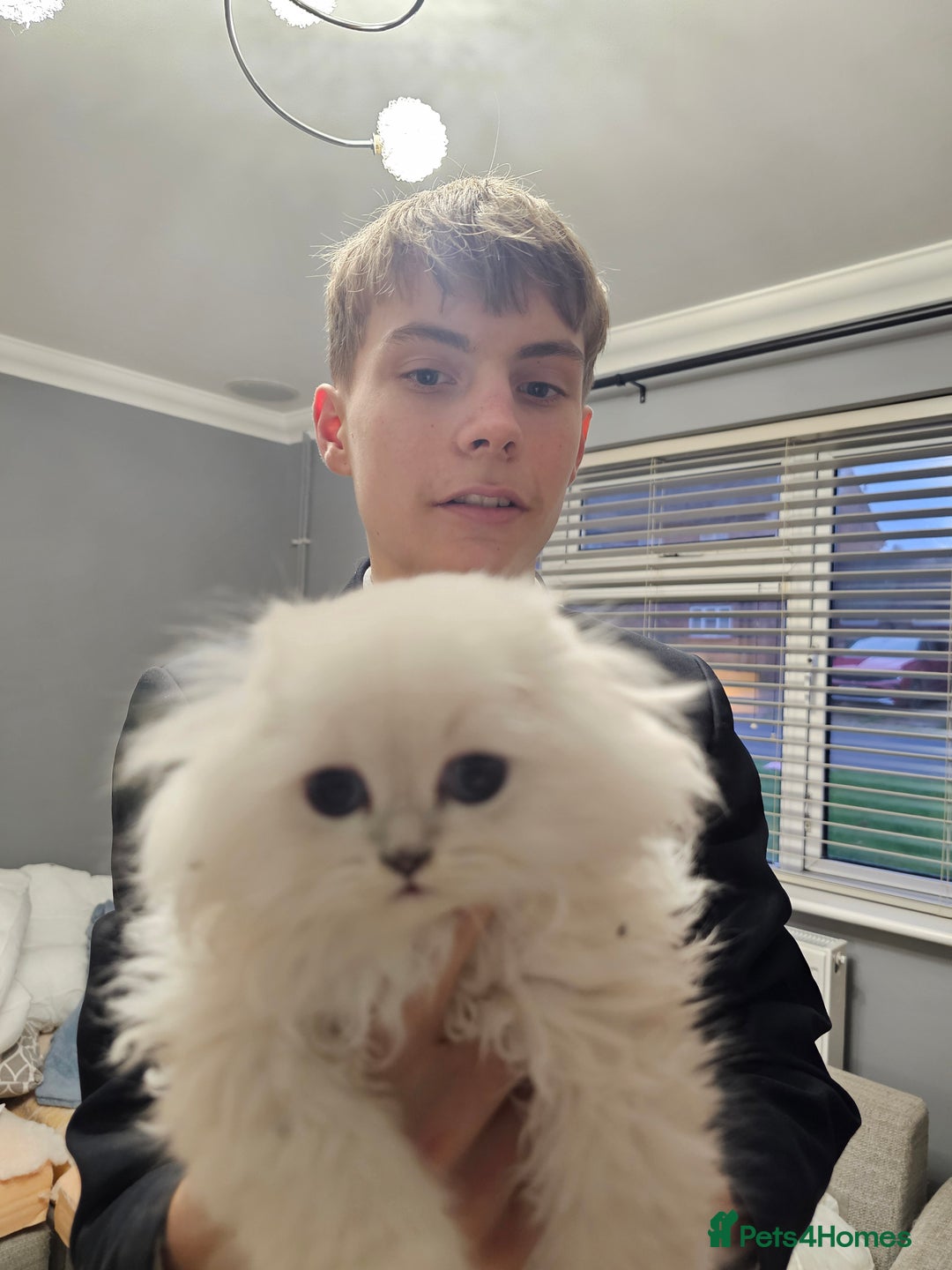 Scottish Fold cats for sale: Stunning scottish folds - Advert 15