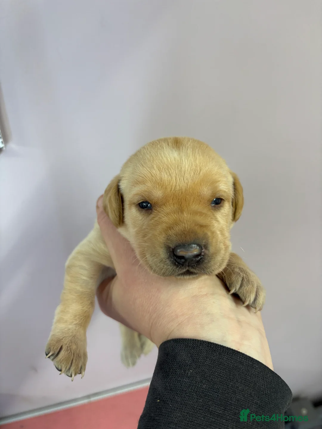 Labrador Retriever dogs for sale: KC Labrador Puppies  - Advert 3