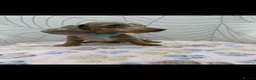 Miniature Dachshund dogs for sale: Miniature Dachshund - Advert 7