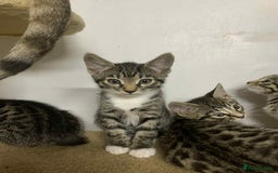 Bengal cats for sale: BEAUTIFUL HALF BENGAL KITTENS - Image 7
