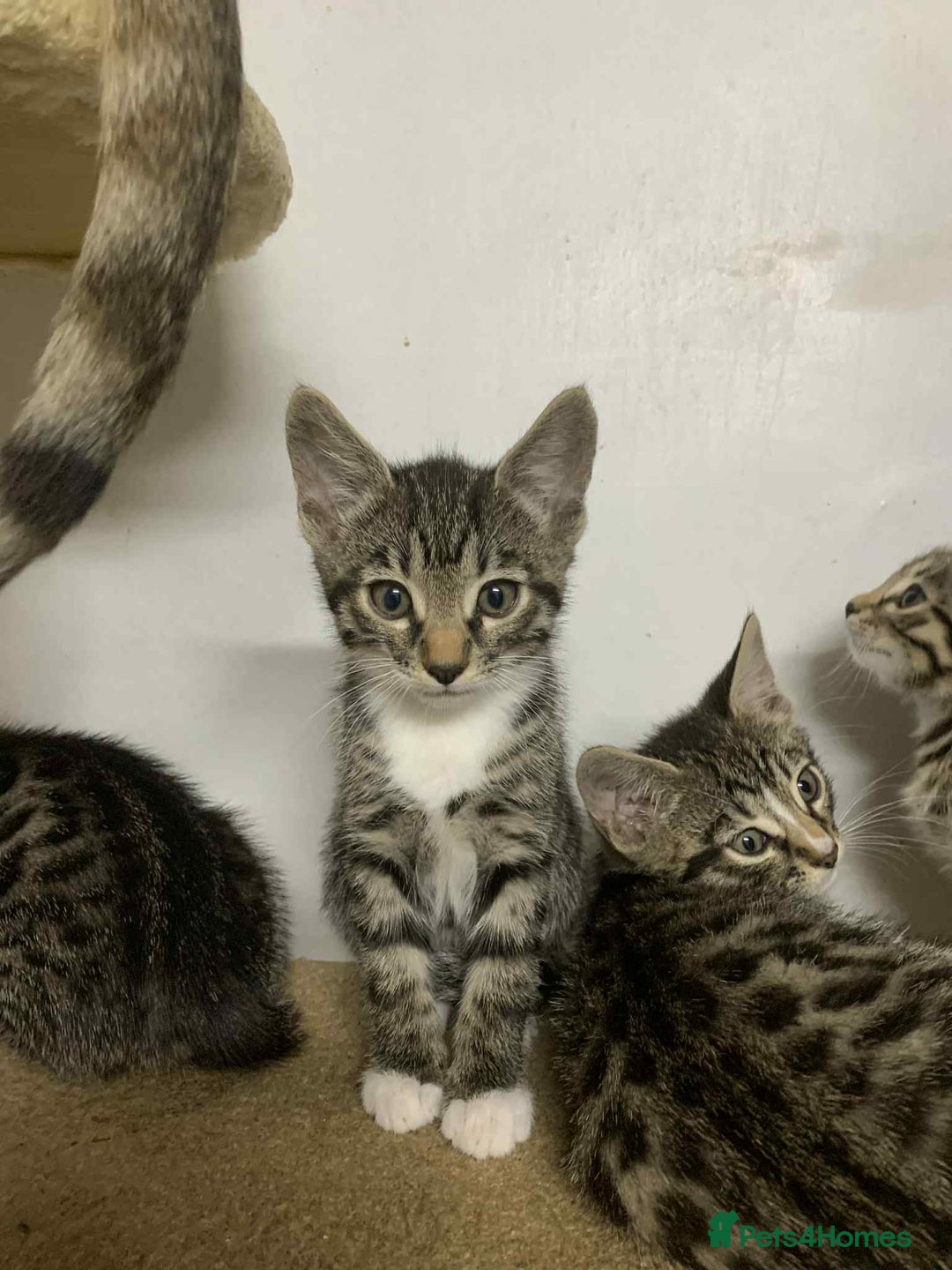 Bengal cats for sale: BEAUTIFUL HALF BENGAL KITTENS - Image 7