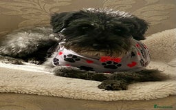 Mixed Breed dogs for sale: 🐾🐶Schnauzer/ Schnoodles 🐶🐾 - Image 11