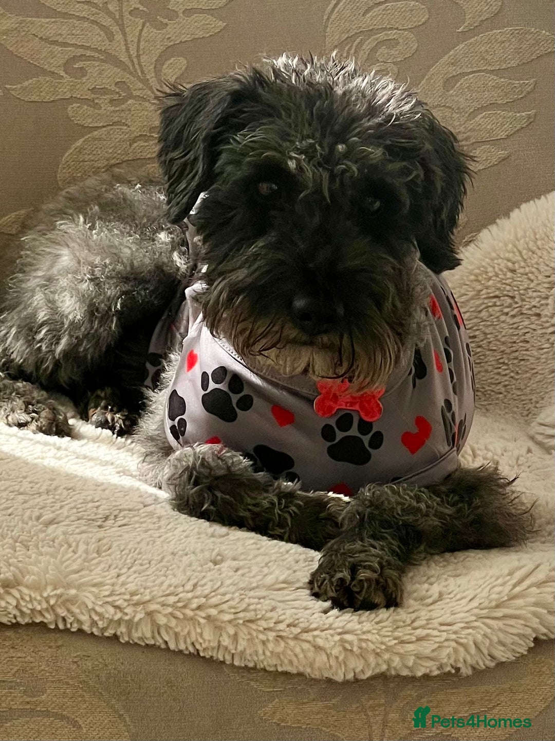 Mixed Breed dogs for sale: 🐾🐶Schnauzer/ Schnoodles 🐶🐾 - Image 11