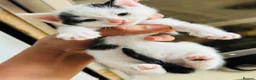 British Longhair cats for sale: Kittens - Advert 11