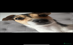 Jack Russell dogs for sale: Bonnie the jack russell  - Image 5