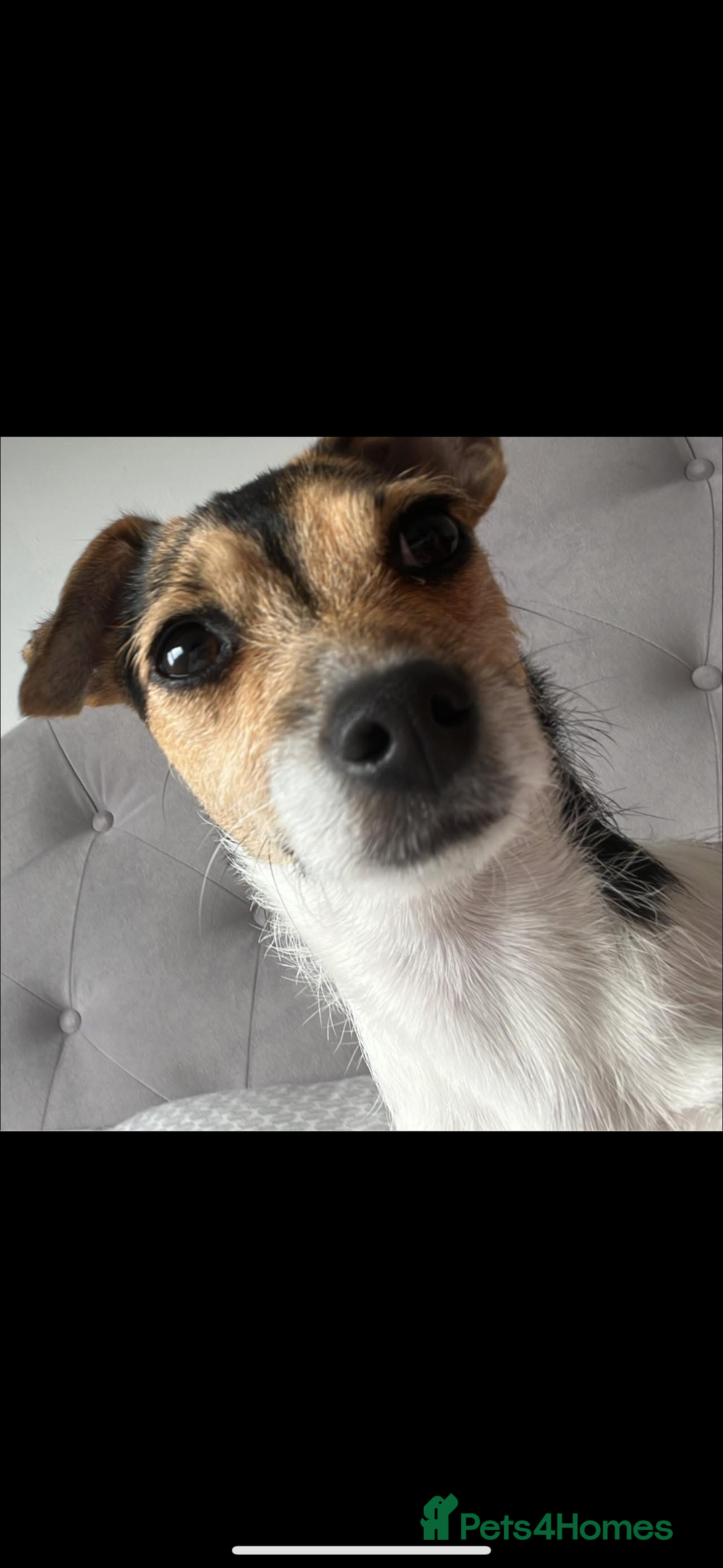 Jack Russell dogs for sale: Bonnie the jack russell  - Image 5