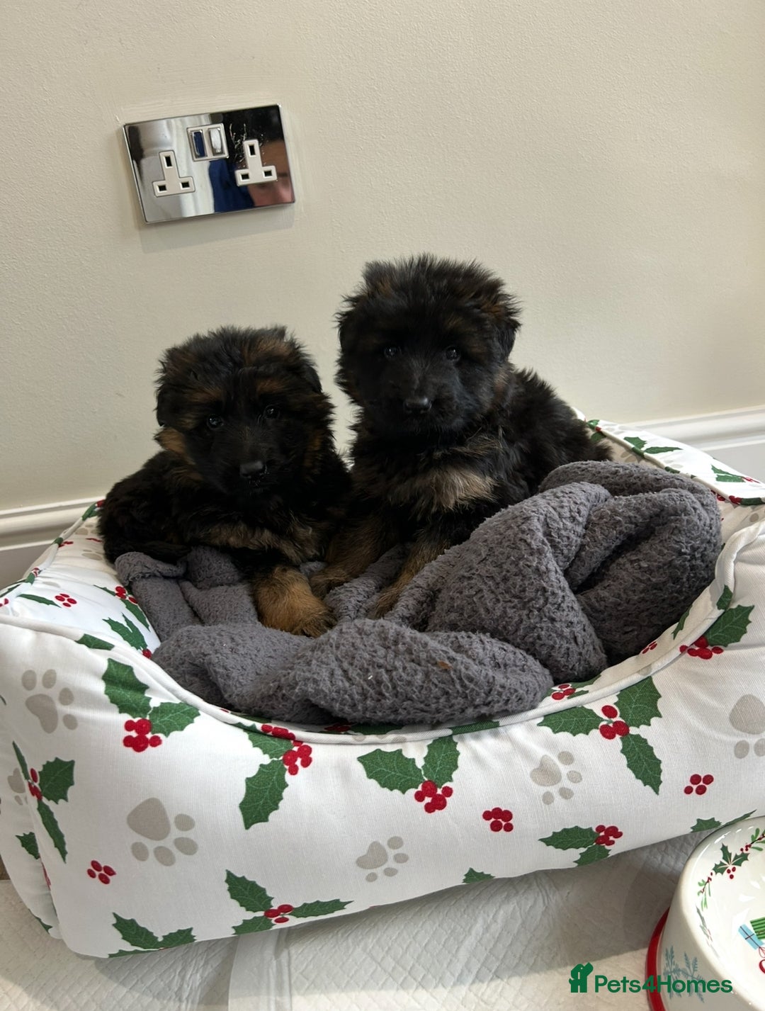 German Shepherd dogs for sale: Premium Pedigree GSD Puppies – Champion Bloodlines - Advert 8