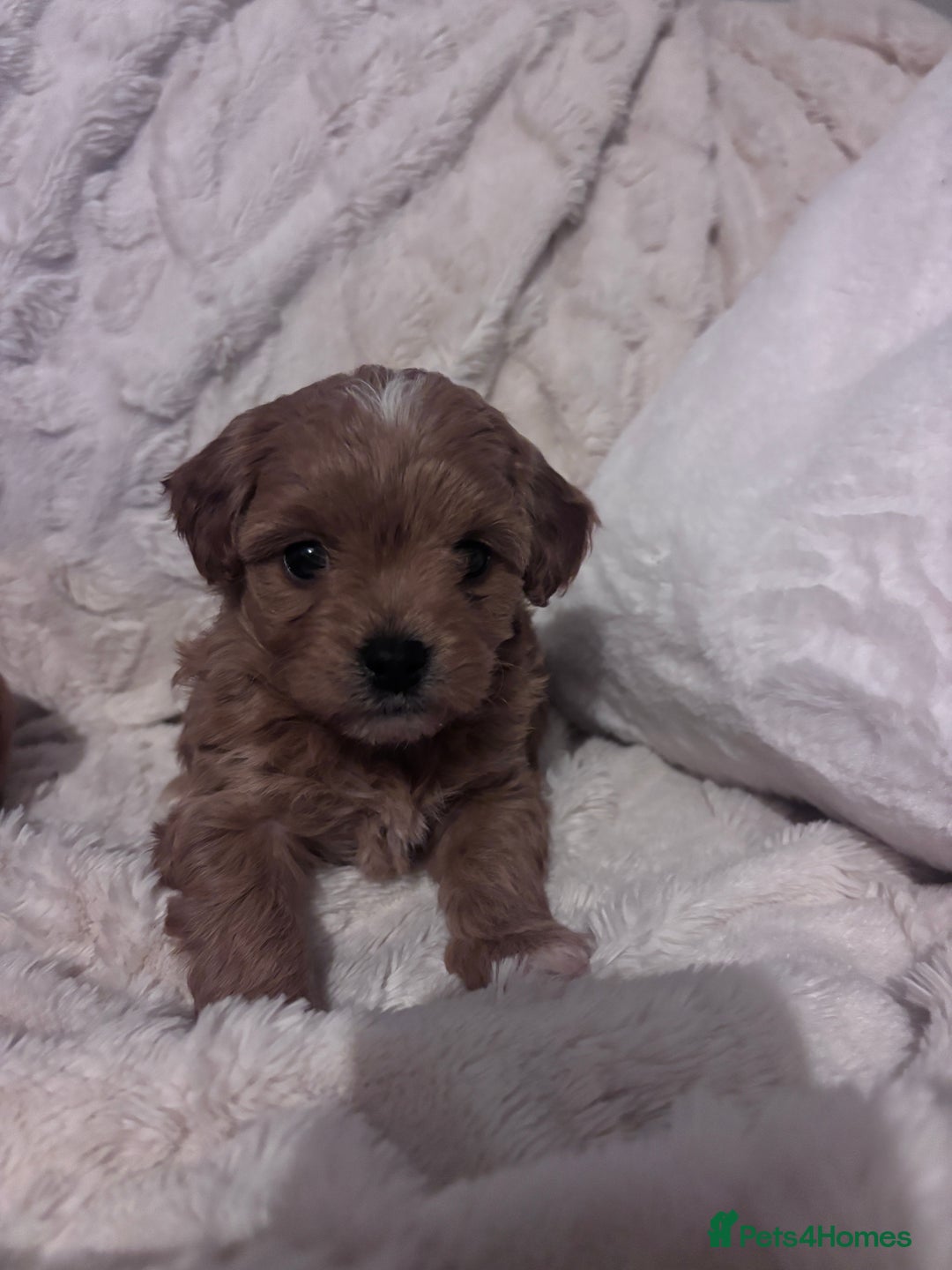 Cavachon dogs for sale: Toy Cavapoochons  - Advert 25