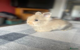 English Lop rabbits for sale: Beauitful Double Mane lop and dwarf double mane in Spalding - Image 12