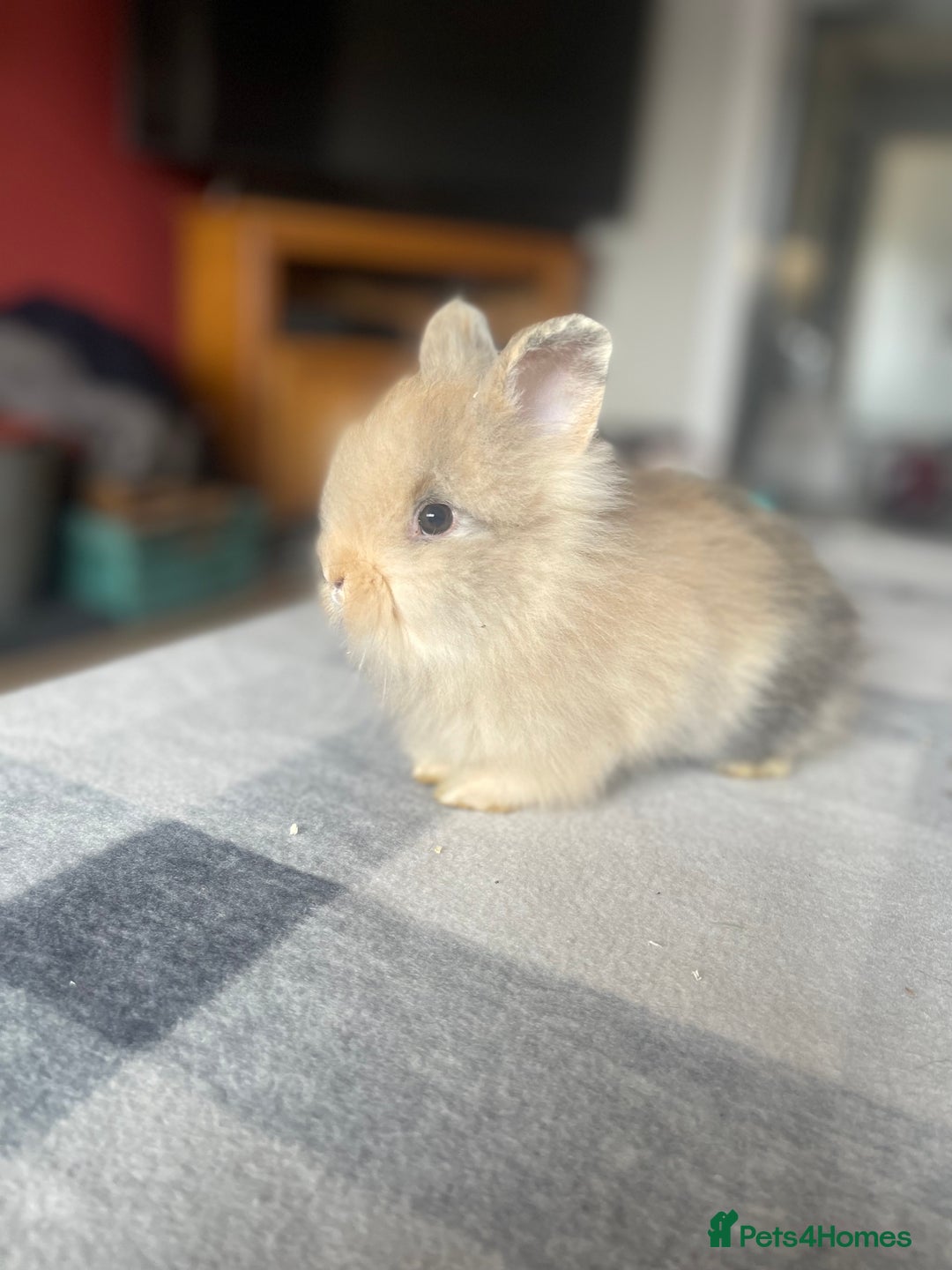 English Lop rabbits for sale: Beauitful Double Mane lop and dwarf double mane in Spalding - Image 12