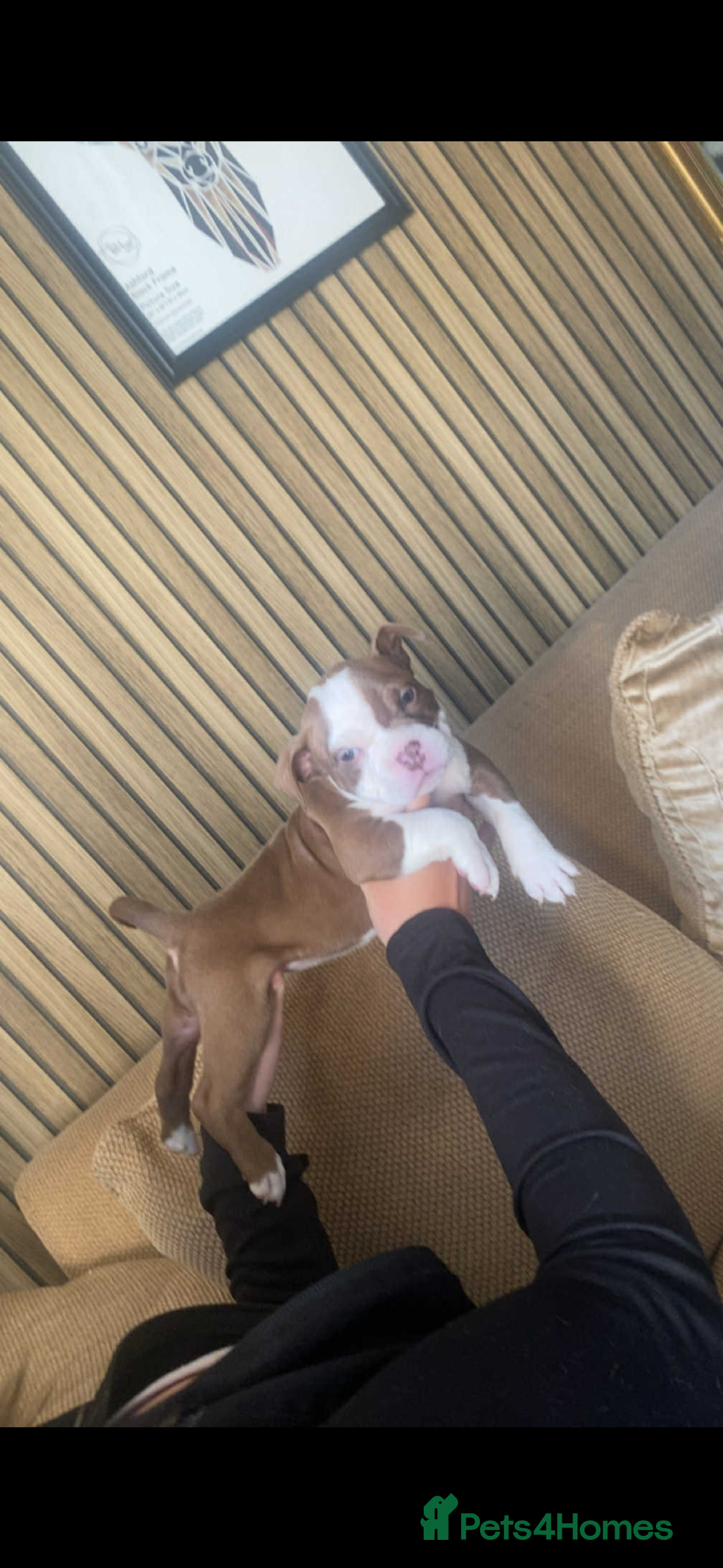American Bully dogs for sale: 6 stunning American bully’s for sale  - Image 6