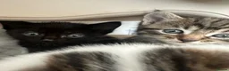 Mixed Breed cats for sale: Cute kittens - Advert 7