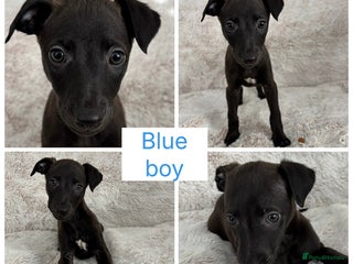 Mixed Breed dogs Pharaoh hound x whippet puppies - Advert 6