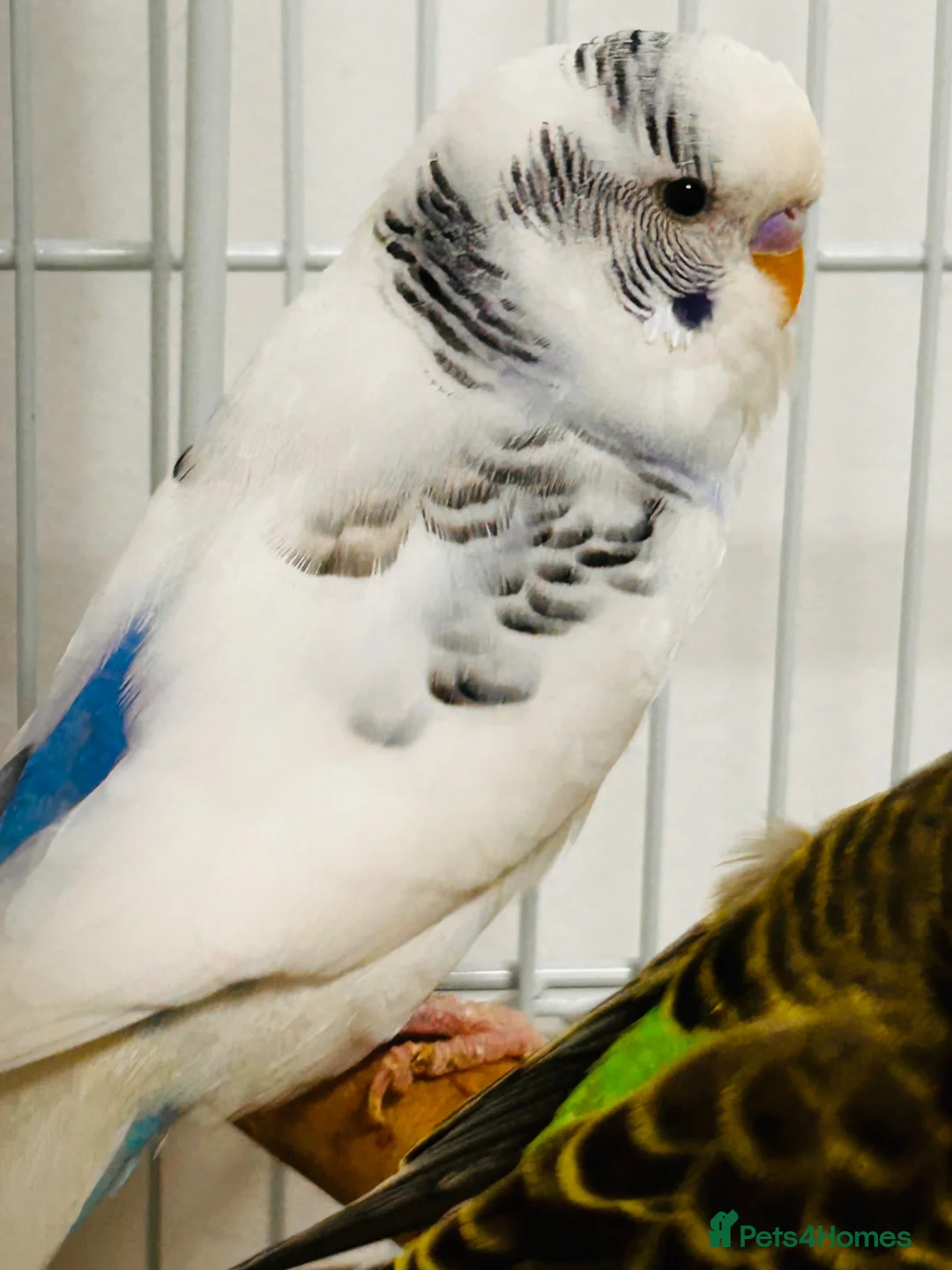 Budgerigars birds for sale: Birds for sale  - Advert 5