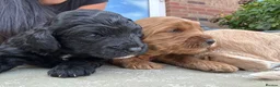 Cockapoo dogs for sale: Beautiful Cockapoo puppies (3 LEFT)  - Advert 5