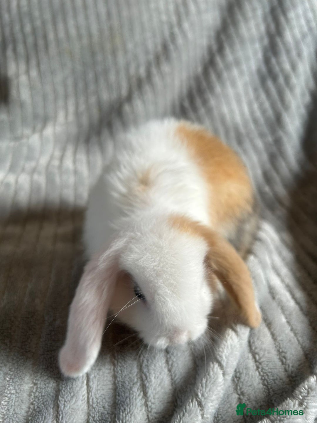 Mini Lop rabbits for sale: Mini Lop Bunnies - Image 9