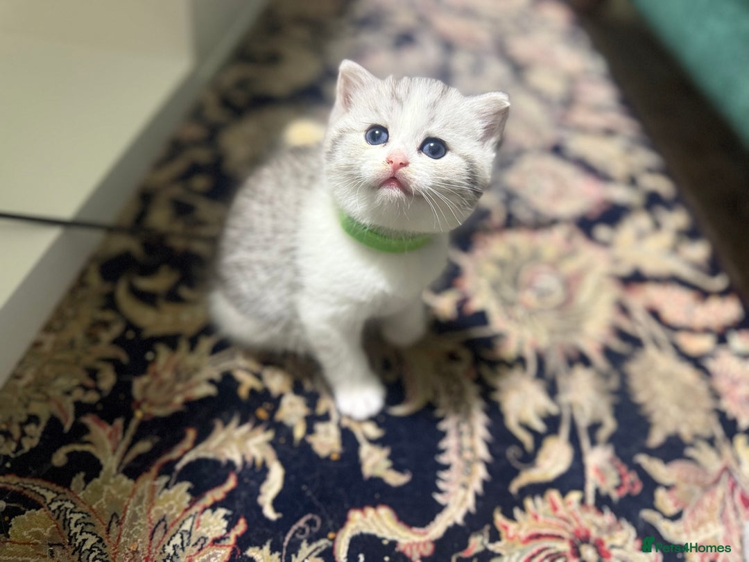 Mixed Breed cats for sale: Scottish fold X - Image 2