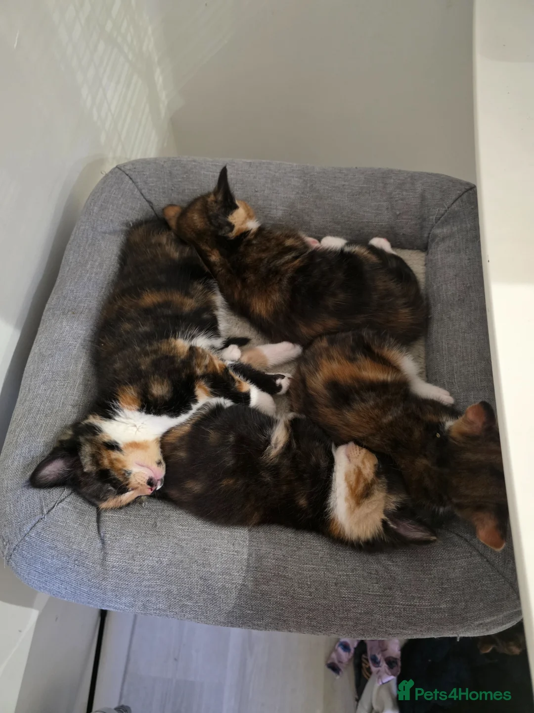 Mixed Breed cats for sale: Beautiful Kittens (Ready in 2 weeks) in Wakefield - Advert 14