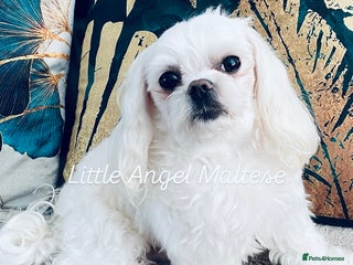Maltese dogs 🌟Stunning KC Reg Korean Maltese boy for STUD in Waltham Cross - Advert 5