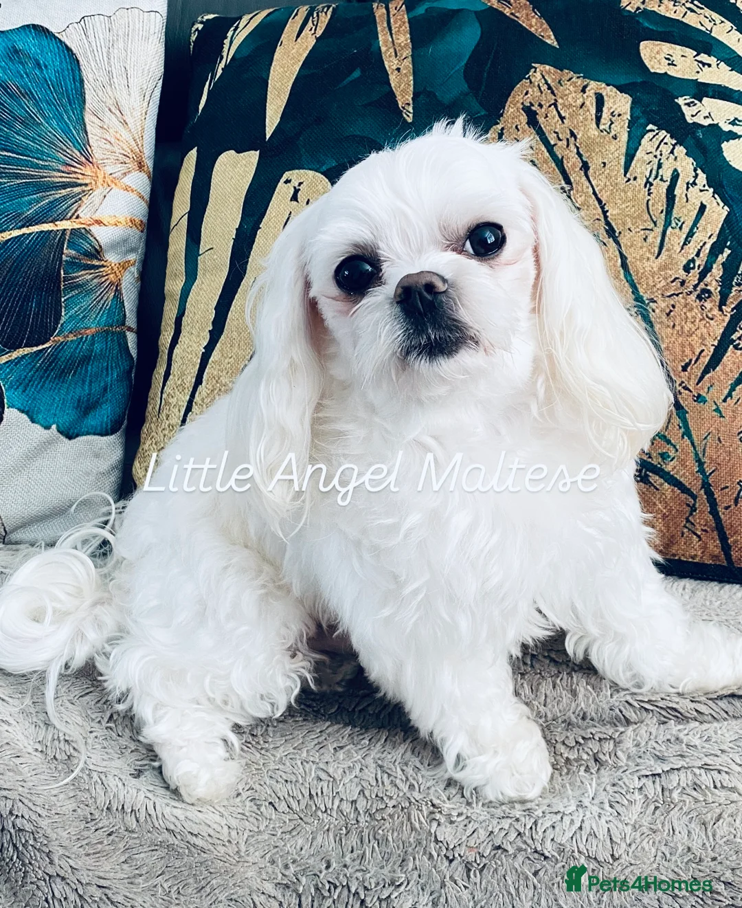 Maltese dogs for stud: 🌟Stunning KC Reg Korean Maltese boy for STUD in Waltham Cross - Advert 3