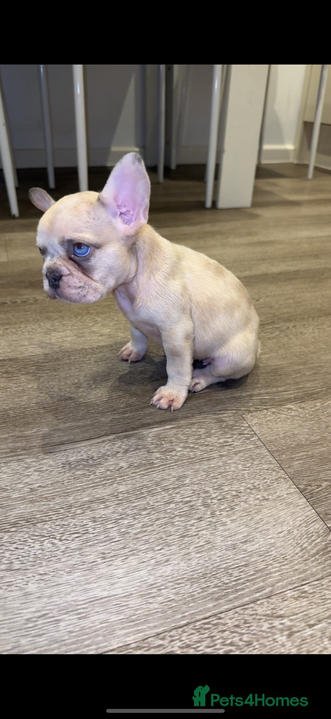 French Bulldog dogs for sale: ‼️ READY TO LEAVE NOW -3 French bulldog pups left! in Ripley - Image 14