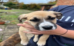 Mixed Breed dogs for sale: Staffy x Australian Kelpie  - Image 24