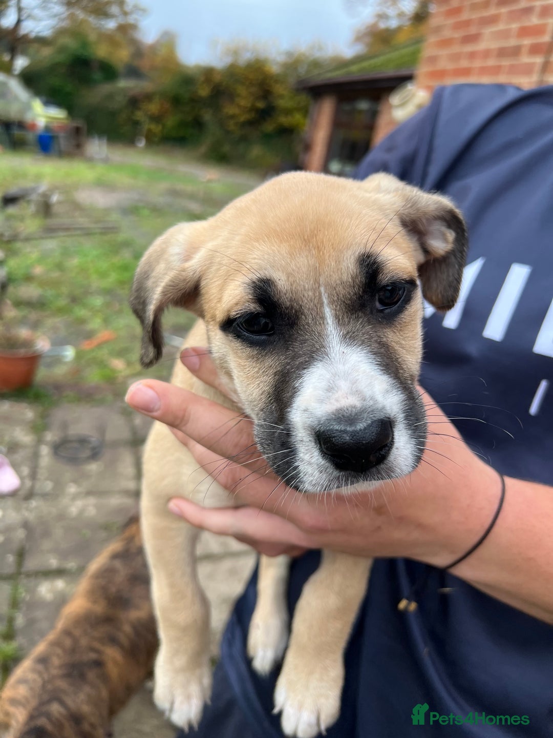 Mixed Breed dogs for sale: Staffy x Australian Kelpie  - Image 24