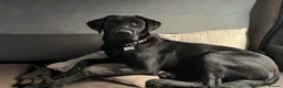 Mixed Breed dogs for sale: Rottweiler X Lab puppies  - Advert 10