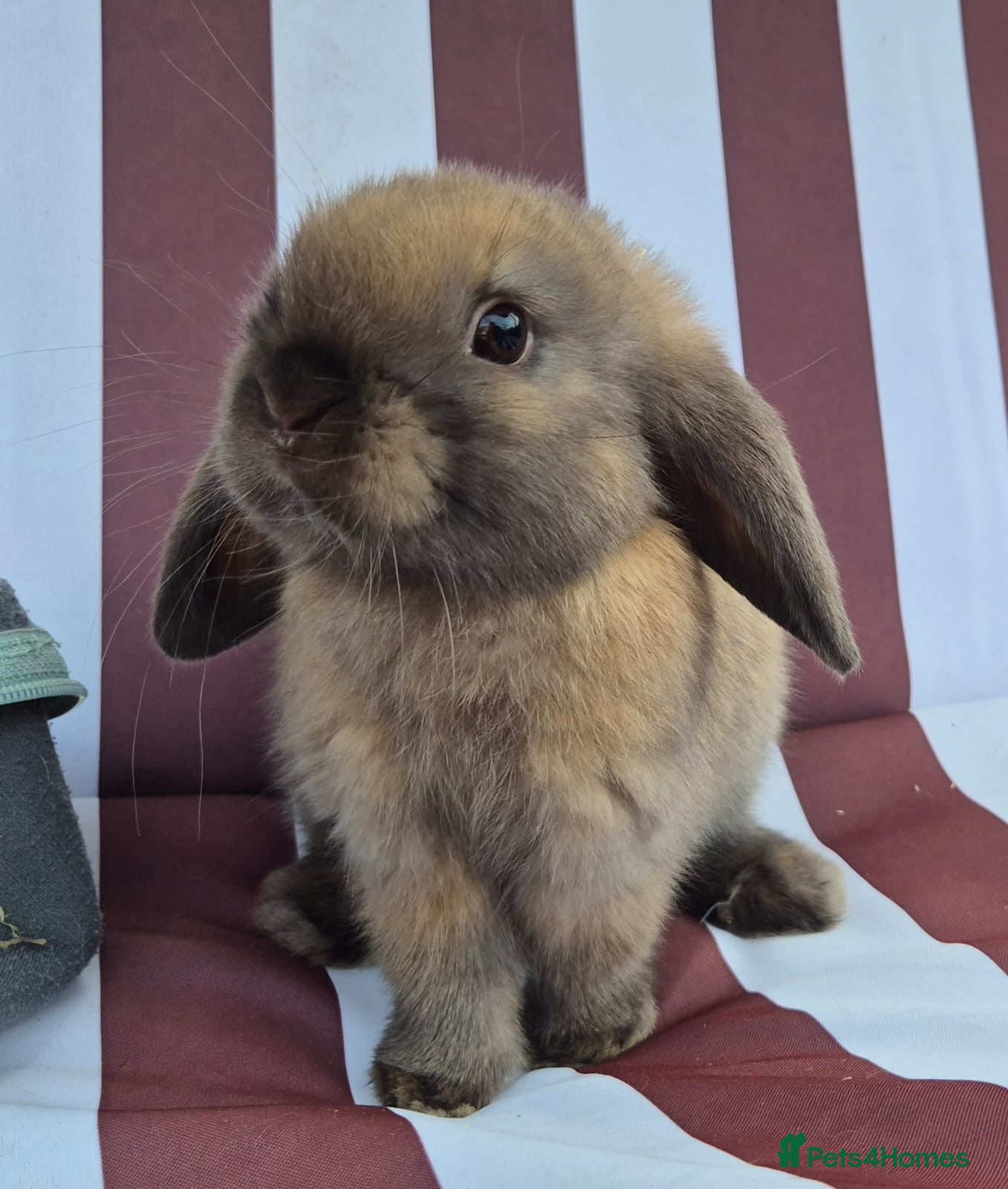 Mini Lop rabbits 8 10 and 12 weeks old mini lops  - Advert 2