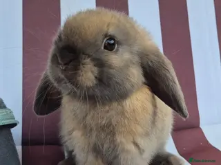 Mini Lop rabbits 8 10 and 12 weeks old mini lops - Advert 2