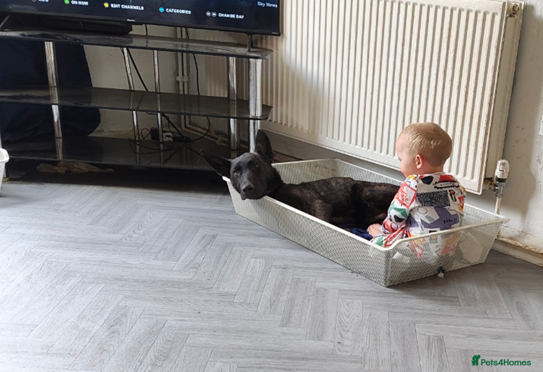 Mixed Breed dogs for sale: Dutch shepherd/ German shepherd  - Advert 2