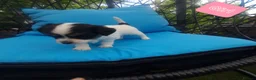 Chihuahua dogs for sale: Beautiful puppies for sale in Diss - Advert 7