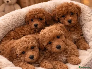 Poochon dogs Asian mini pochoon puppies -Tiny and Curly - Advert 1