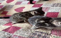 Domestic Shorthair cats for sale: Kittens  - Image 4
