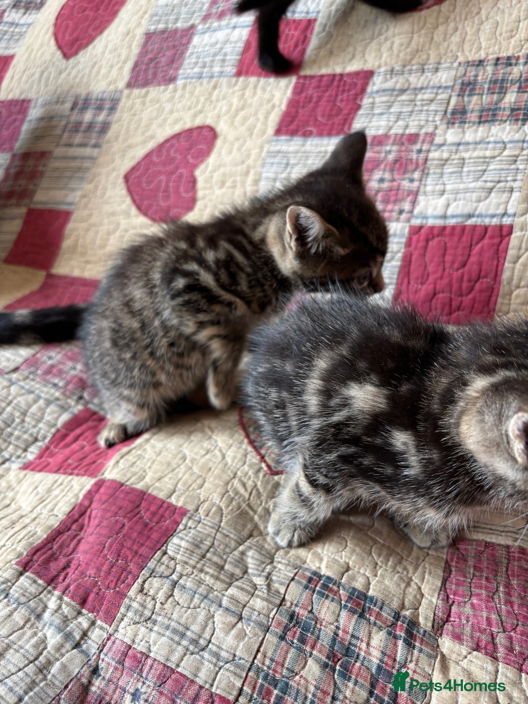 Domestic Shorthair cats for sale: Kittens  - Image 4
