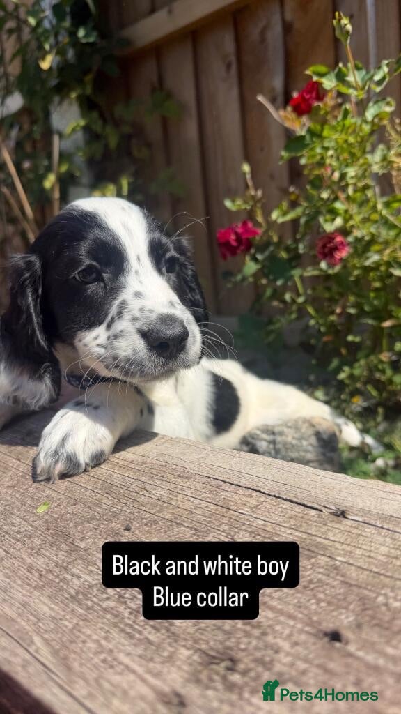 English Springer Spaniel dogs Beautiful litter springer spaniels - Advert 1