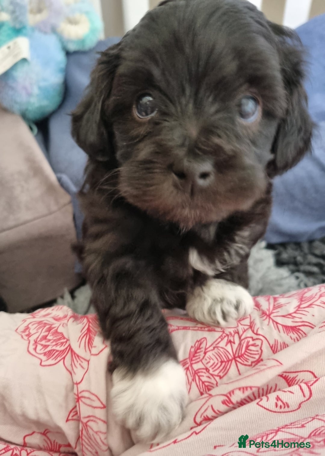 Maltipoo dogs for sale: Rare F2 Toy Maltipoos, DNA Clear + Basic Training - Image 20