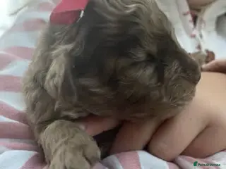 Cavapoo dogs Exquisite Merle F1b cavapoo puppies for sale - Advert 10