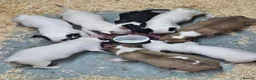 English Bull Terrier dogs for sale: English bullterrier pups for sale - Advert 9