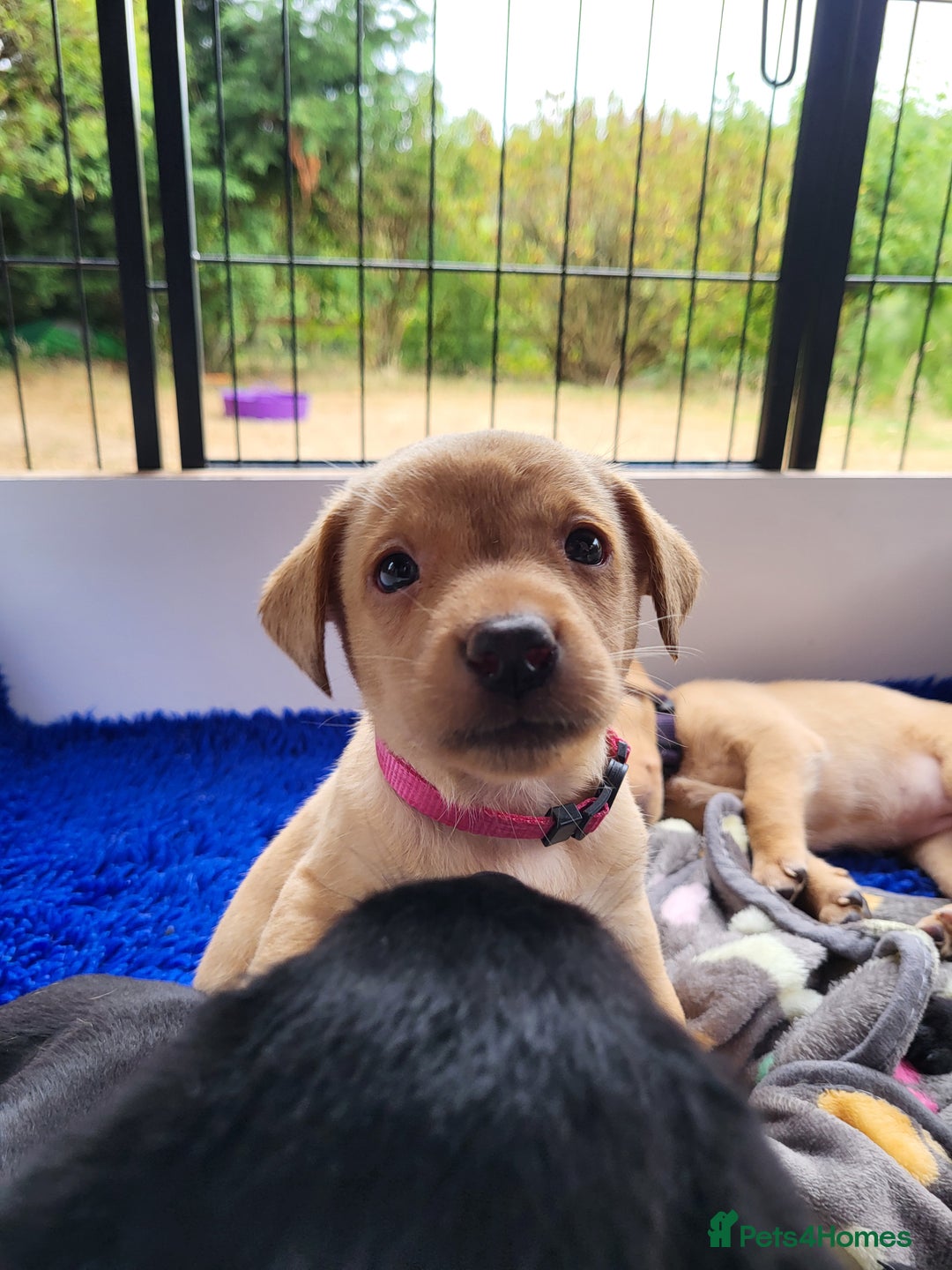 Labrador Retriever dogs for sale: Kc labrador puppies  - Image 23