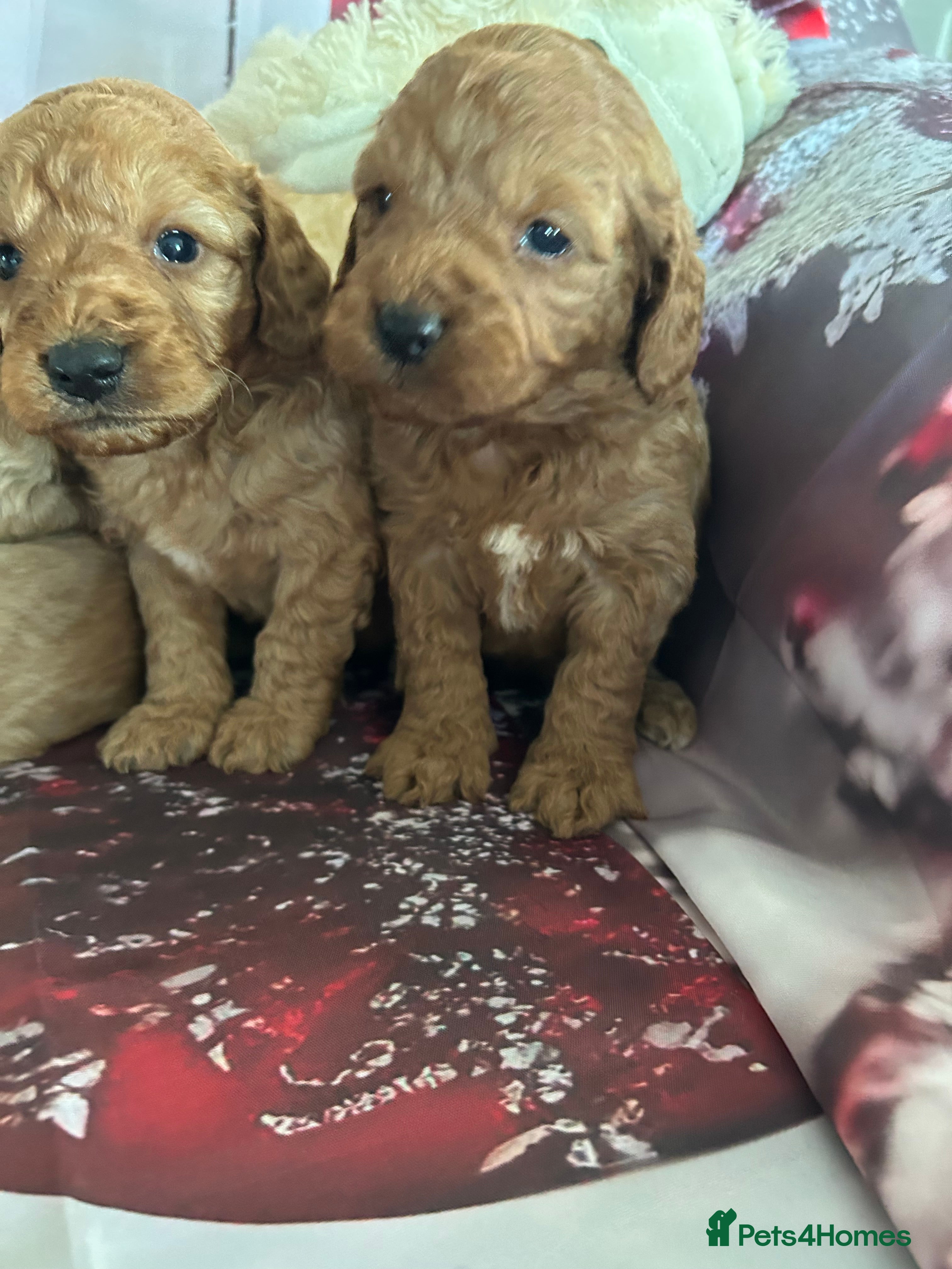 Cockapoo dogs Beautiful fox red and gold cockapoo puppies - Advert 6